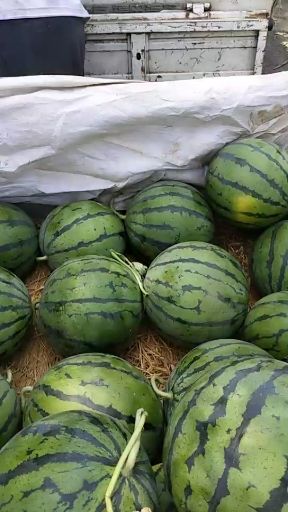 [京欣西瓜批发] 京欣西瓜甜王西瓜 皮薄 大红瓤