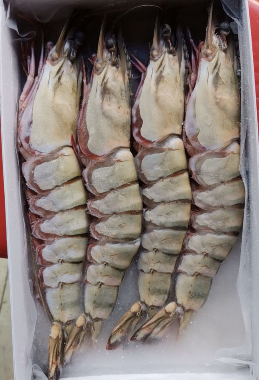 基围虾  天然大海虾，老虎虾，大鬼虾