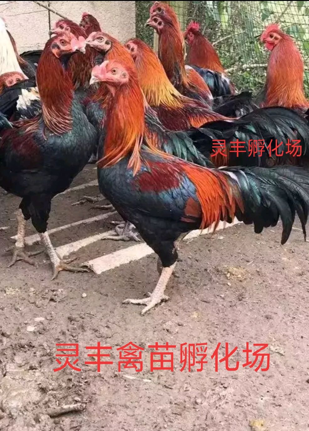 (10只起发）3-5两脱温杂交斗鸡苗，改良斗鸡苗 包运输成活