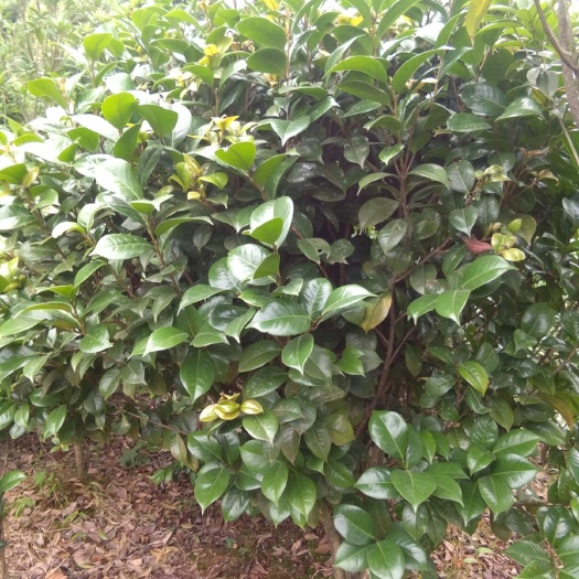 长沙七芯茶花 100~140cm