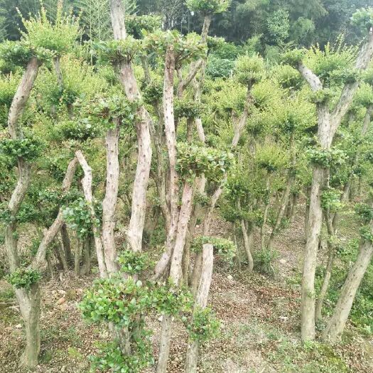 南昌赤楠盆栽 大型种植基地  （小叶赤楠  盆景 地栽）拆迁屯地 房屋别墅