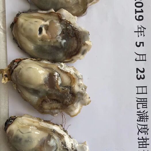 乳山市 乳山本地牡蛎自家养殖，三倍体牡蛎，肥度9.0以上，