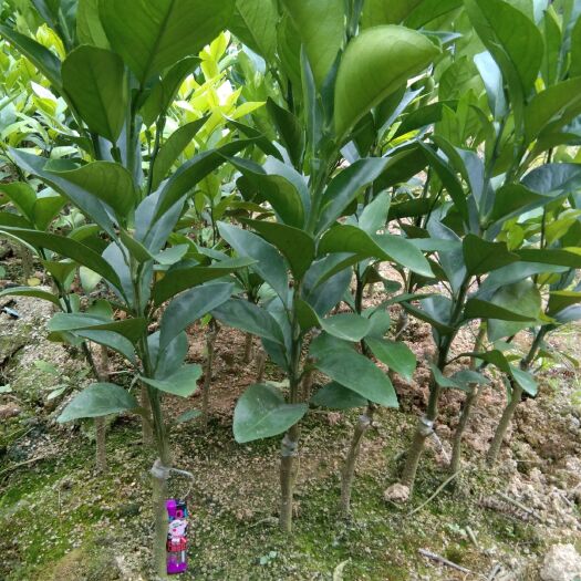灵山县红心橙苗 红心橙