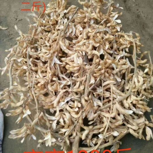 汤阴县高产大豆种子，一亩地产量1300斤