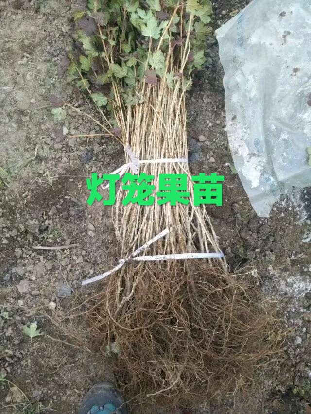 大量出售灯笼果苗。需要的联系。