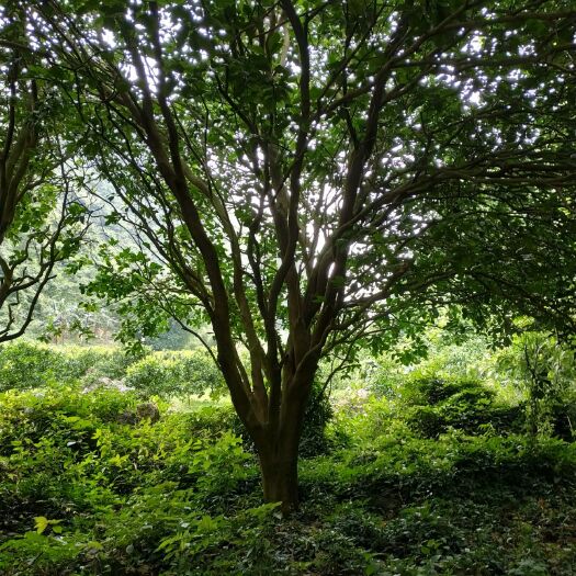 灵川县 大量供应柚子树全冠树，截枝树，树兜18至30公分的直径。