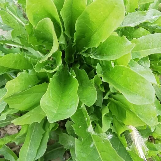 虞城县蒲公英菜  新鲜无公害，蒲公英青菜，蒲公英干活