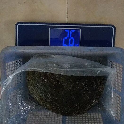 福州猪宝 有意收购联系我