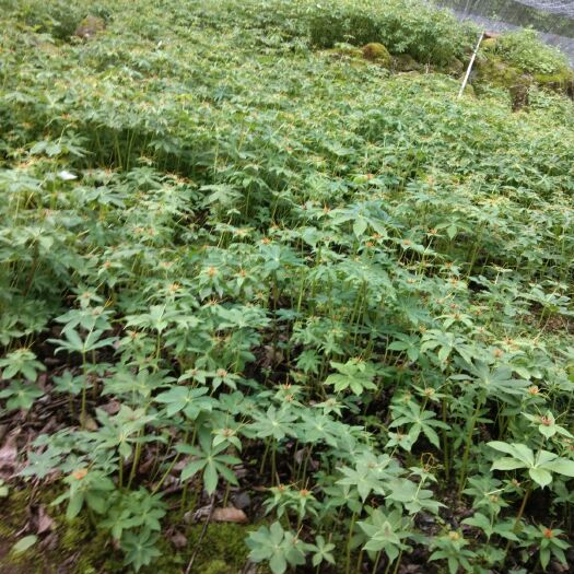 石棉县华重楼