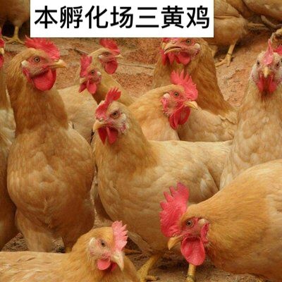 南宁三黄鸡苗 三黄鸡