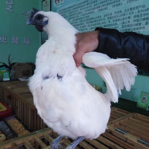 怀化雪峰乌骨鸡 雪峰乌骨老母鸡