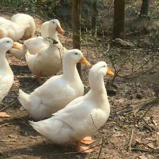 昆明 直销活体鸭幼苗 桂柳白鸭苗 樱桃谷鸭苗 白鸭苗 肉鸭苗