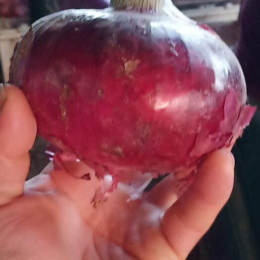 通许县 洋葱大量上市。