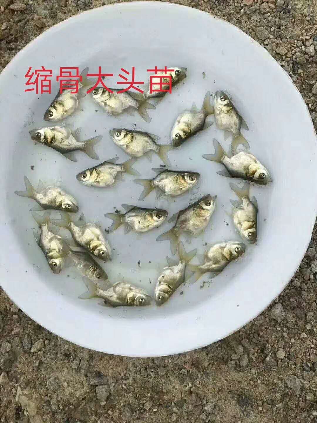 缩骨大头鱼苗 缩骨大头苗