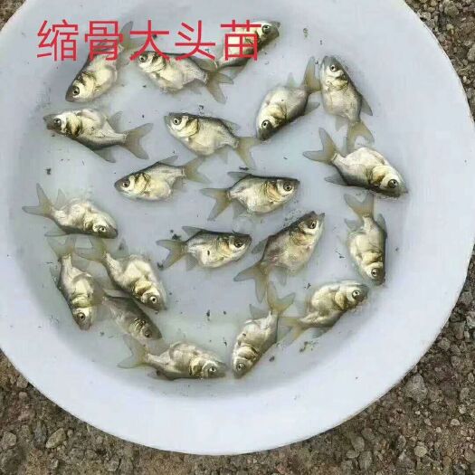 博罗县缩骨大头鱼苗 缩骨大头苗