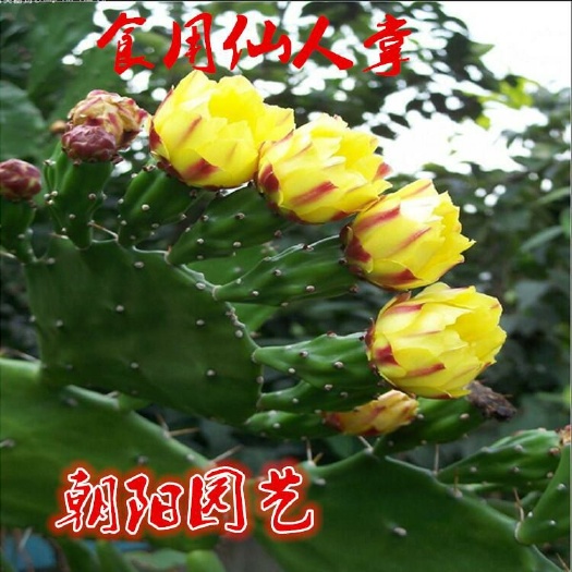  仙人掌苗子多花多果无根扦插1片