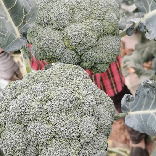 贺兰县耐寒优秀西兰花 面积三千五百亩有需要的朋友当面谈，价格面议