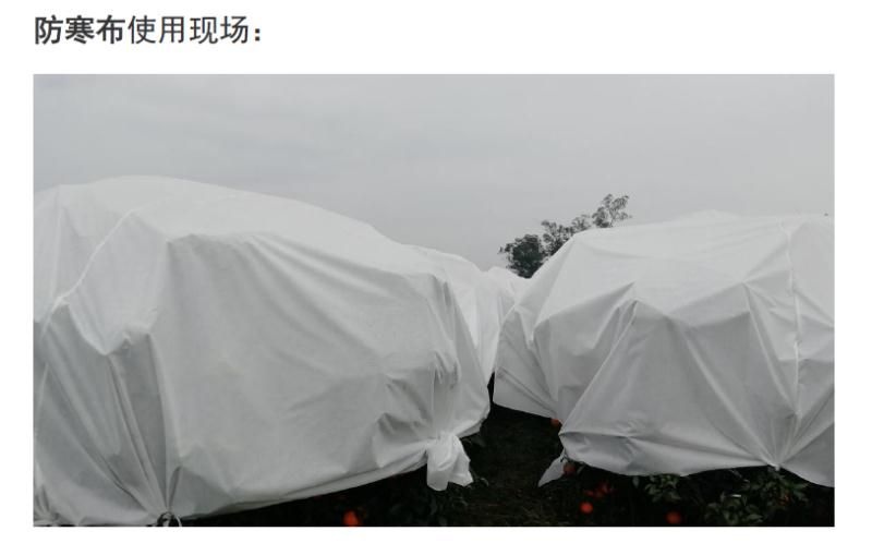 东莞市 9折促销  防寒布 无纺布 防寒 御寒 保暖 防冻