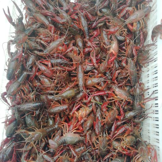 常德沅江小龙虾 我们的虾肉质保满易清洗价格优惠