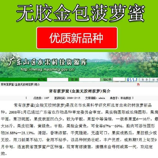 廉江市 无胶菠萝蜜