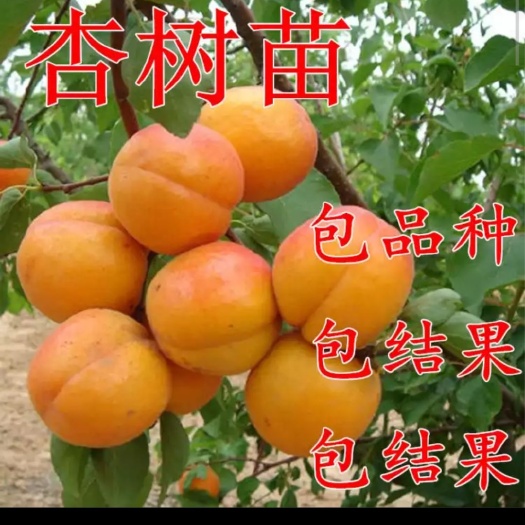 平邑县沙金红杏树苗