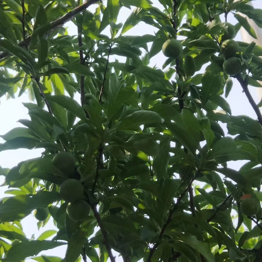 镇宁县 蜂糖李
