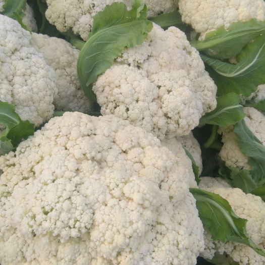 沛县沛县张李庄菜花甘蓝基地青梗散花大量上市今天收购价0.4