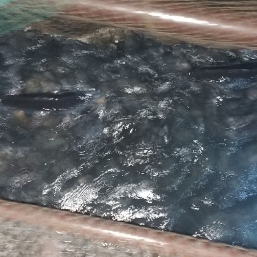 遵义 鲤鱼