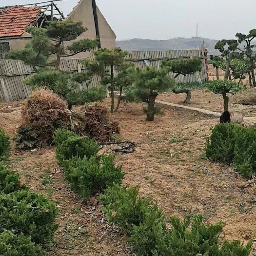 荣成市 造型松树