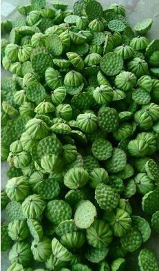 广州 新鲜莲蓬