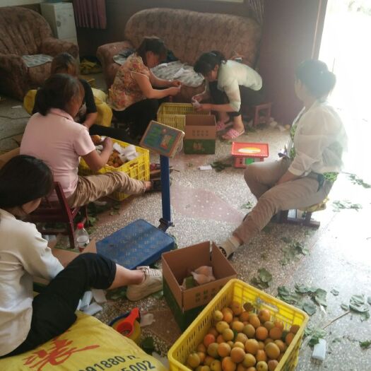 周至县金太阳杏 好山好水出好果子
