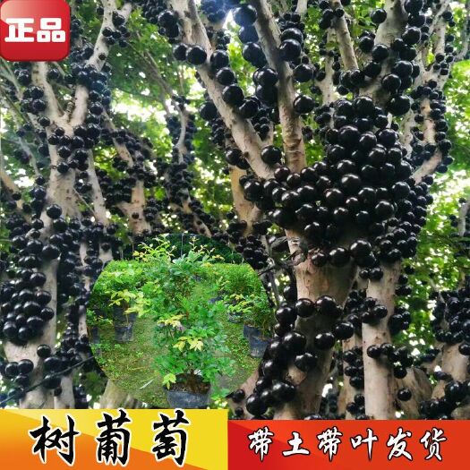 灵山县嘉宝果苗 四季嘉宝果沙巴嘉宝果苗