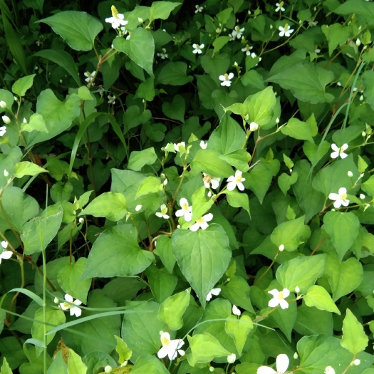 上犹县 纯野生鱼腥草折耳根天然无公害山上自挖干货鲜货都有