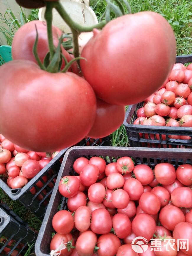 硬粉番茄苗 抗TY抗病性强产量高果型非常好耐运输耐高温