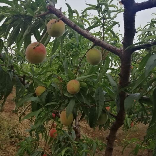 枣阳市美脆桃 红桃2号，美脆品种个大，味甜