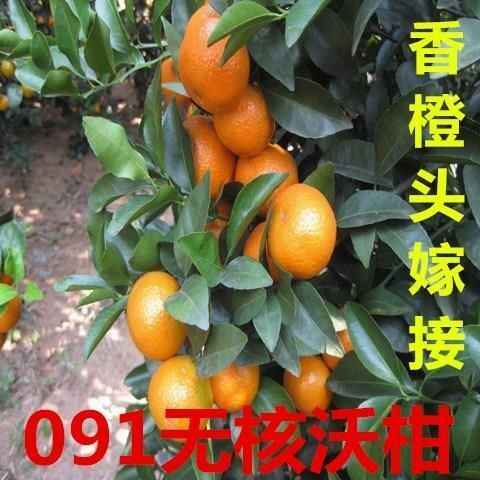 灵山县091无核沃柑苗 091无核沃柑嫁接苗