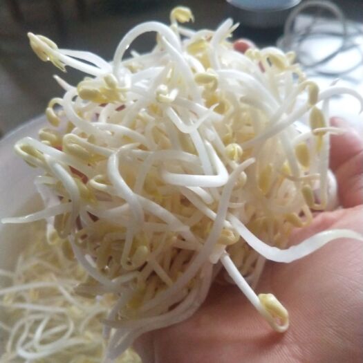 襄樊 我们的豆芽没有什么添加剂
