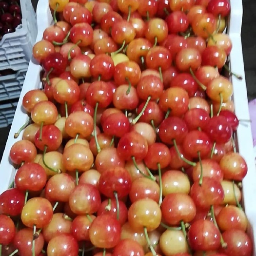 高唐县 黄蜜大樱桃