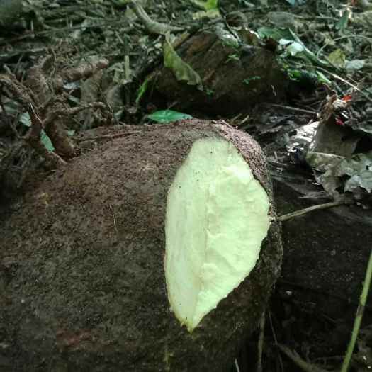 沧源县山乌龟 乌药