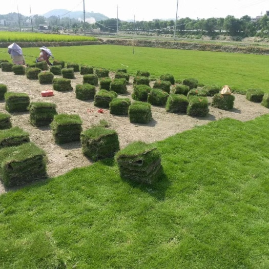 兴义市马尼拉草皮 马尼拉草