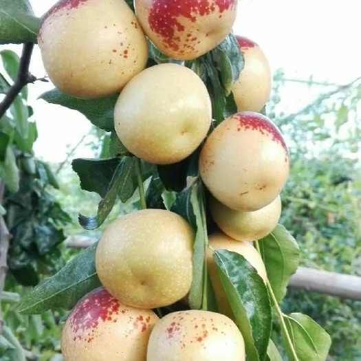 大荔县 金皇后哈密瓜，绿宝石甜瓜冬枣