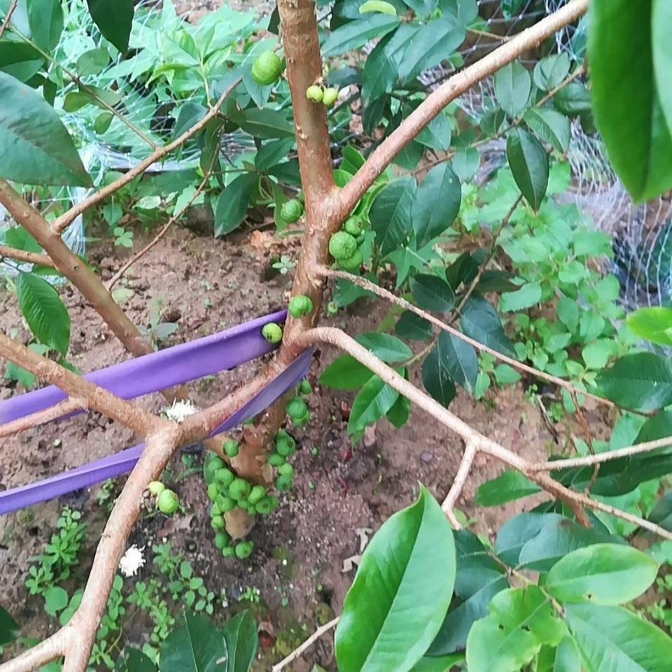 嘉宝果苗 四季嘉宝果沙巴嘉宝果苗