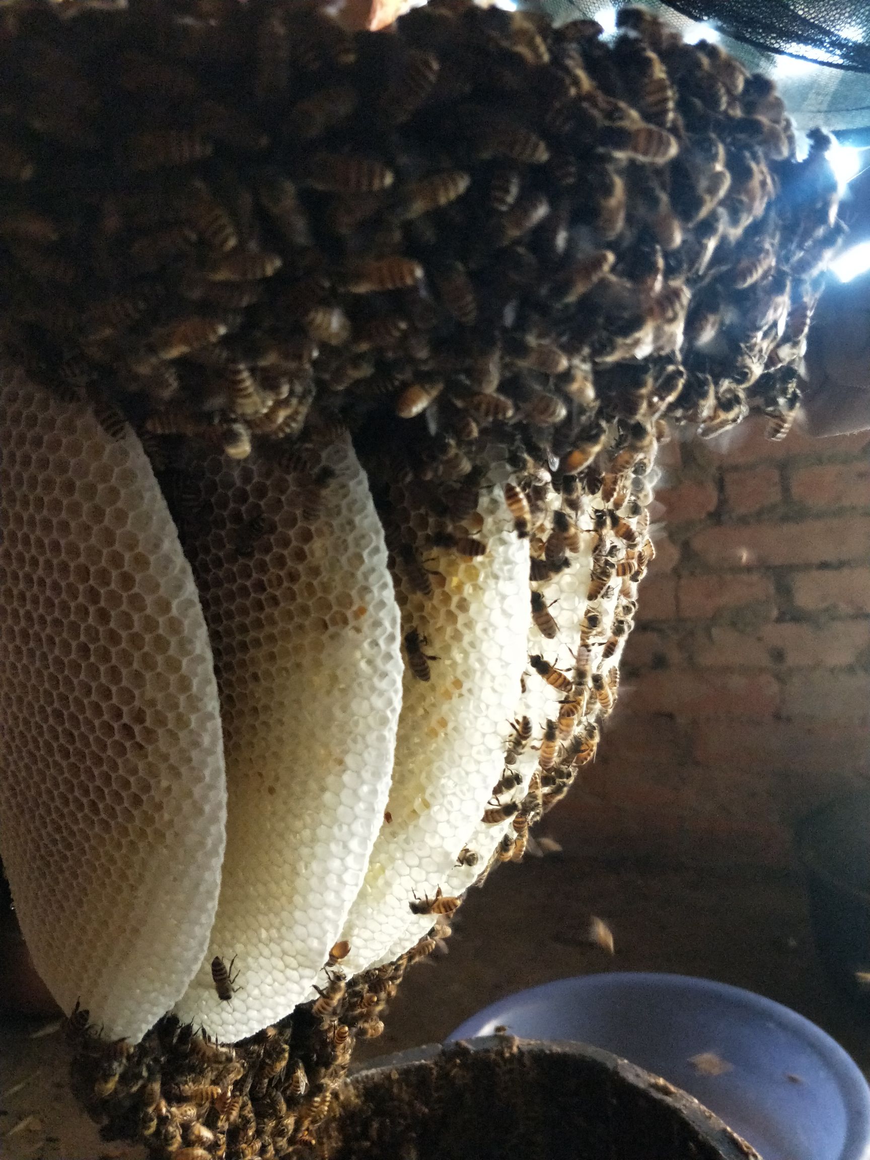 蜂蜜哪里有卖 - 蜂蜜货源 -蜂蜜图片\/价格