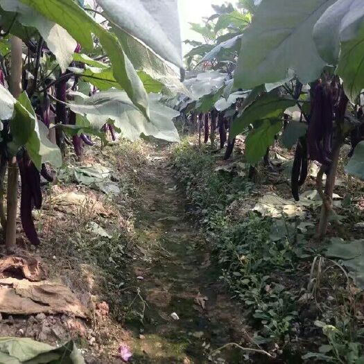 漳州704长茄 704紫衣长茄