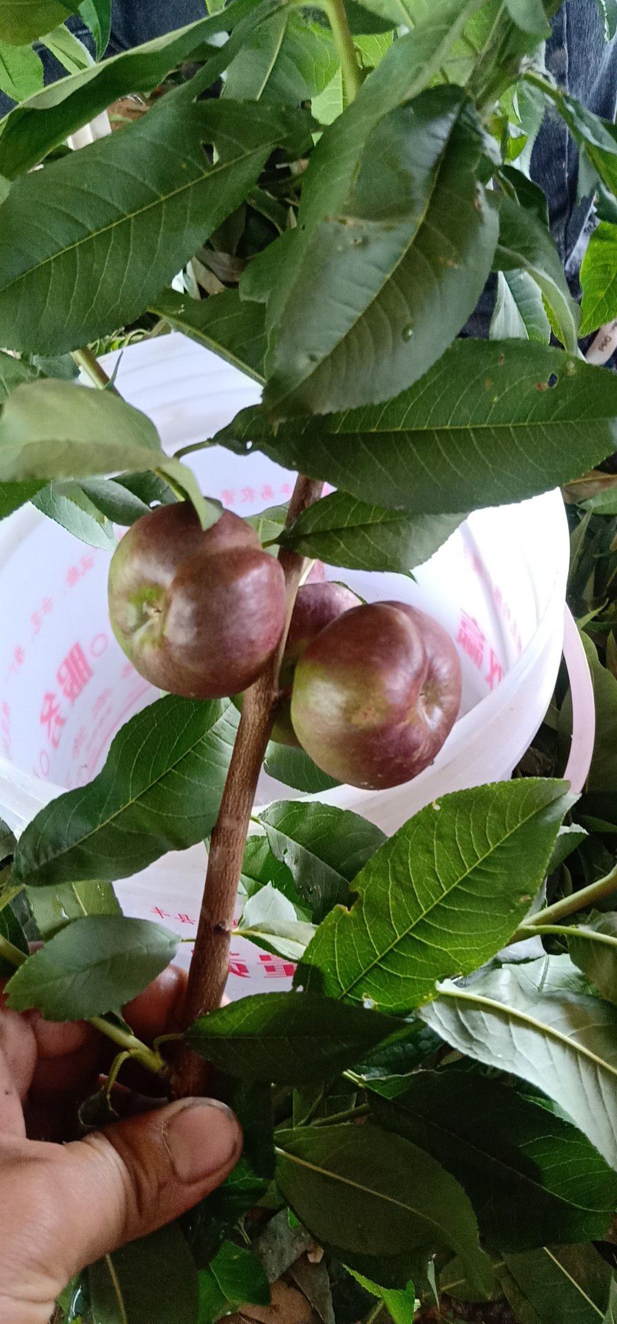 嫁接桃树苗 油蟠7-7