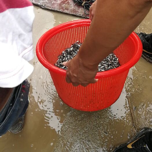 佛山泥鳅苗 泥鳅大小不等，都有货，价格面谈