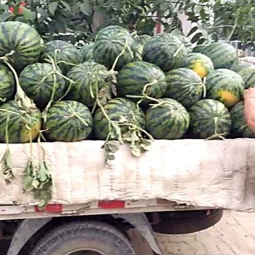 大荔县甜王西瓜 低价上货品质保证！