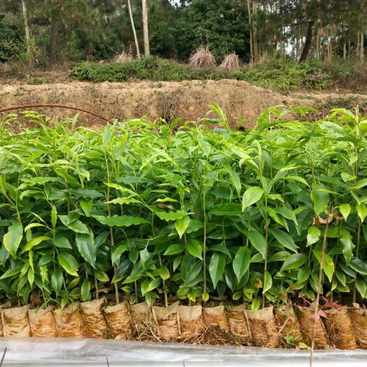 灵山县沉香苗 大量沉香小苗……！有想法的记得微我