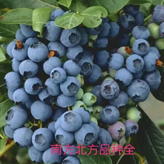 平邑县 蓝莓苗2-5年  南方北方 盆栽地栽