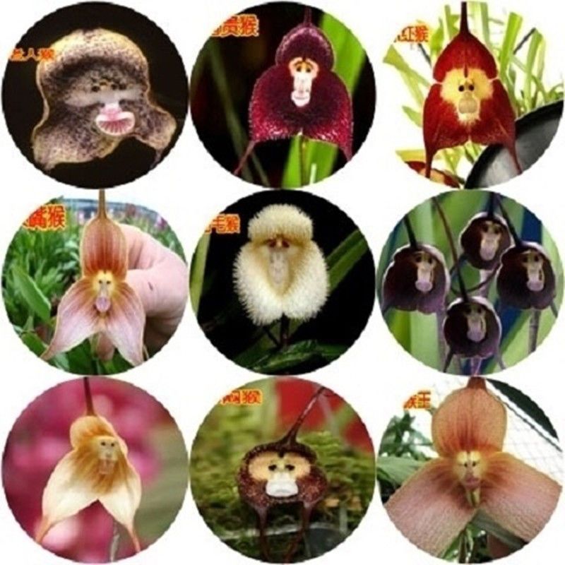 猴面花种子催芽图片